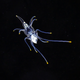 Illustration for article titled This Gorgeous Sea Star Larva Is Your Next Desktop Wallpaper